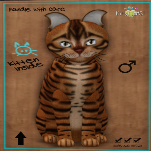 KittyCatS Box - New Born Kitten