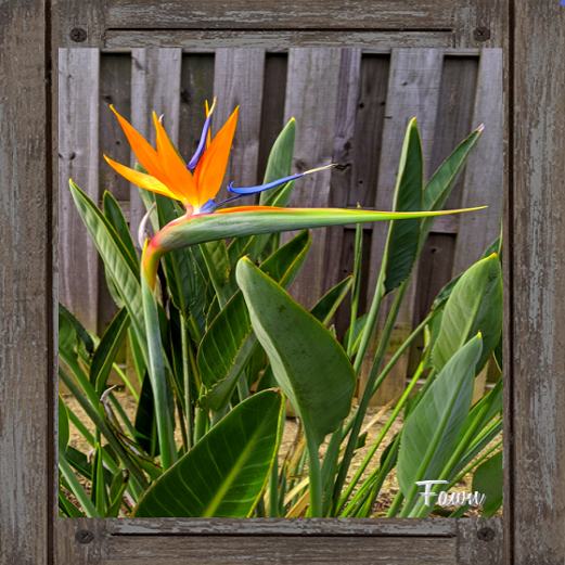 Bird Of Paradise 1 by Fawn
