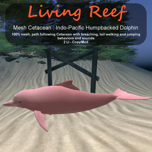 Inochi Reef - Indo-Pacific Humpbacked Dolphin