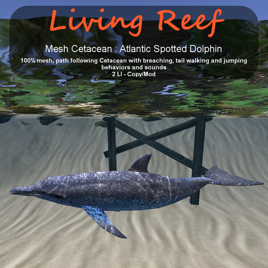Inochi Reef - Atlantic Spotted Dolphin