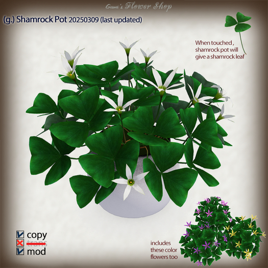 (g.) Shamrock Pot 20250309 UPD - leaf giver, oxalis triangularis 