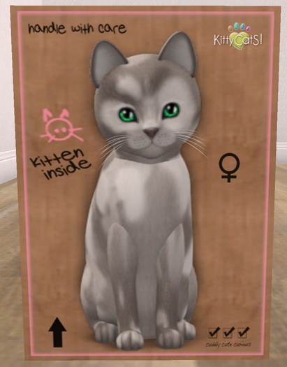 KittyCatS Box - New Born Kitten
