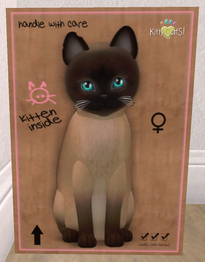 KittyCatS Box - New Born Kitten
