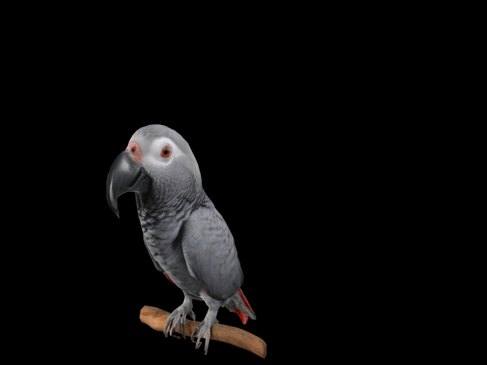 HB: African Grey Parrot FuLL PERM