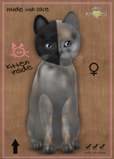 MEGAPUSS: KittyCatS Box - Chimera - Washed Tortie - MegaPuss