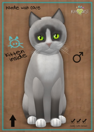 MEGAPUSS: KittyCatS Box - Snowshoe - Bluepoint - MegaPuss