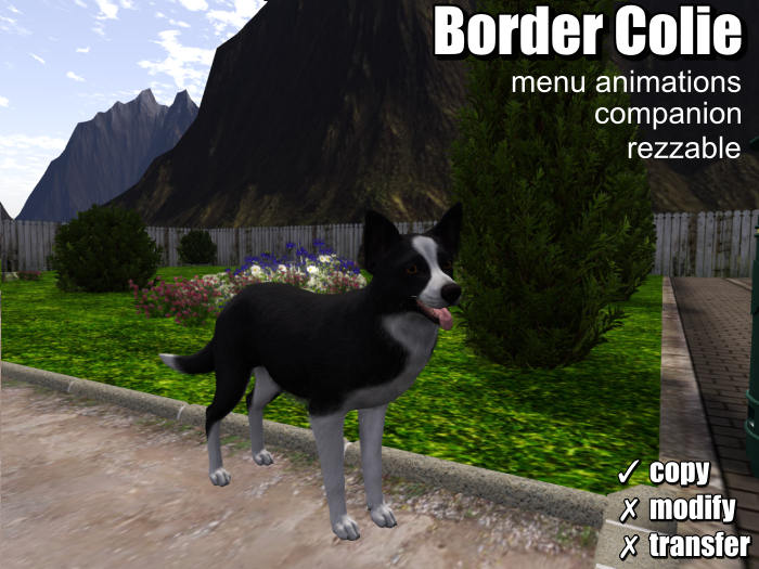 .:Bellart Studio:. Border Colie