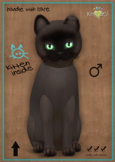 MEGAPUSS: KittyCatS Box - Burmese - Sable - MegaPuss