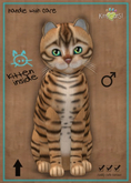 MEGAPUSS: KittyCatS Box - Toyger - Tan - MegaPuss