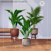 DD Genua House Plant Set