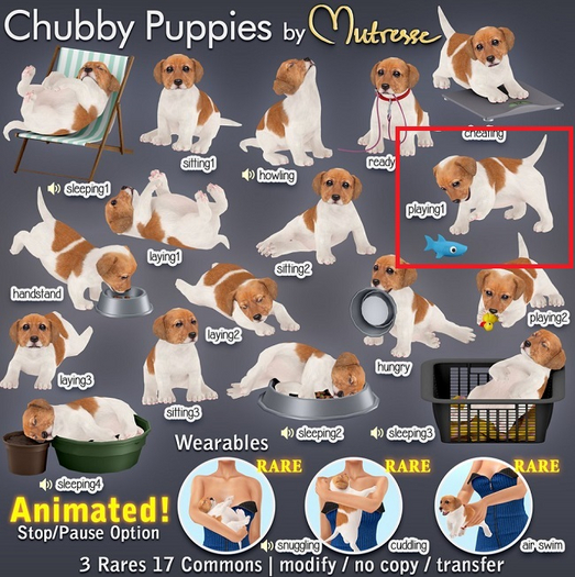Mutresse-Playing1-Chubby Puppies