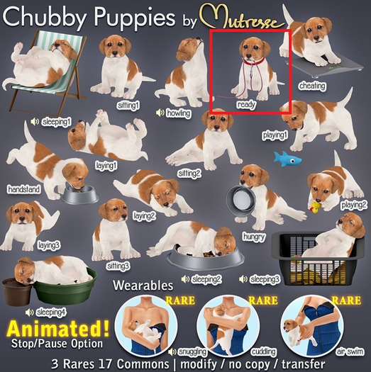 Mutresse-Ready-Chubby Puppies