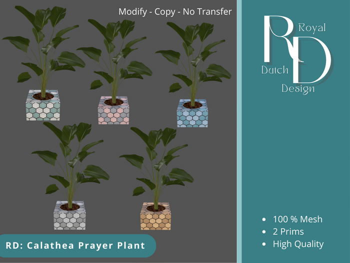 RD: Calathea Prayer Plant