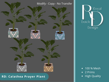 RD: Calathea Prayer Plant