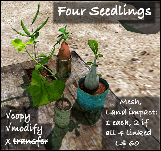 Four seedlings
