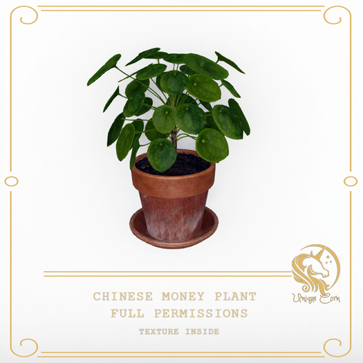 Full Perm Chinese Money Plant