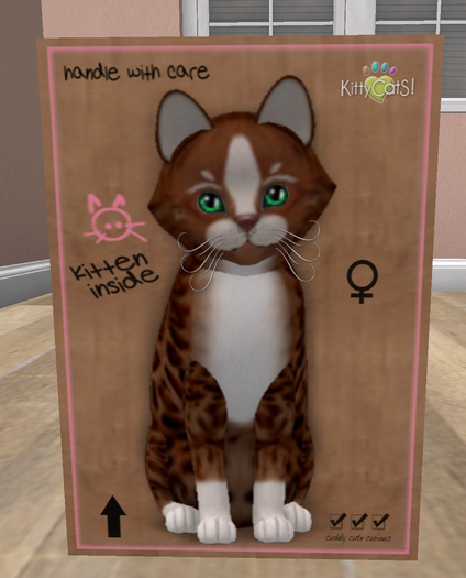 KittyCatS Box - New Born Kitten