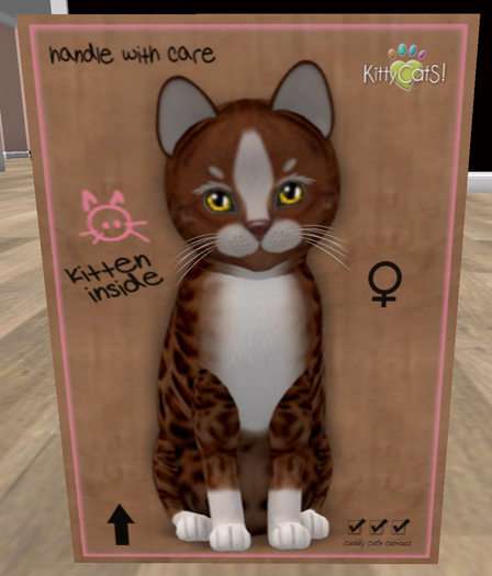 KittyCatS Box - New Born Kitten
