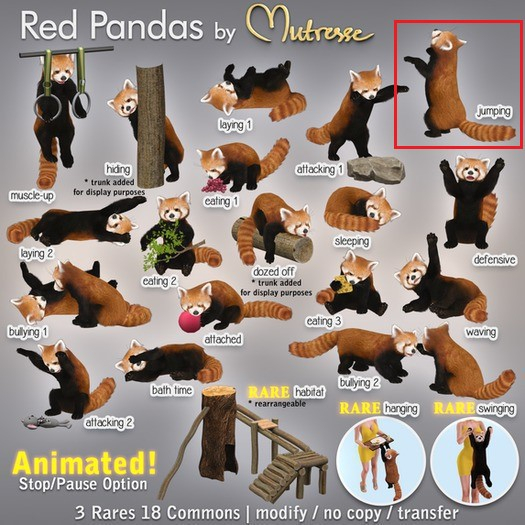 06 Mutresse - Jumping - Red Pandas