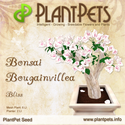 PlantPet Seed [Bonsai Bougainvillea *Bliss*]