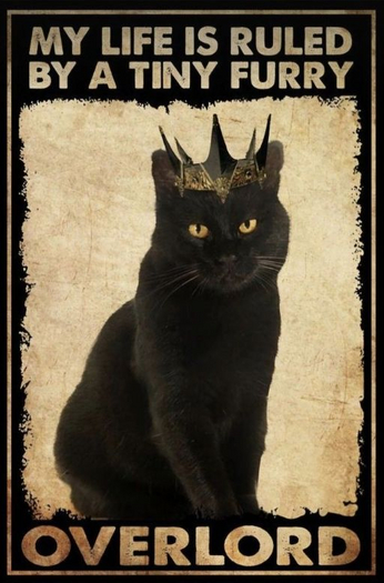 FFA+ Cat Overlord Poster
