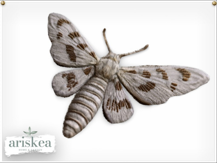 Ariskea [Flutter] Moth [White]
