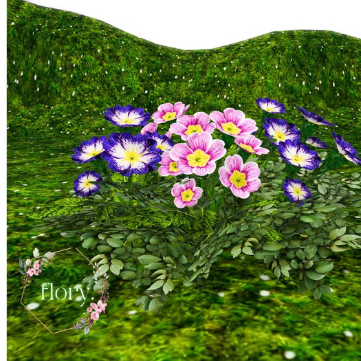 flory. - Primroses Flowers Pink & Purple