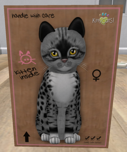 KittyCatS Box - New Born Kitten