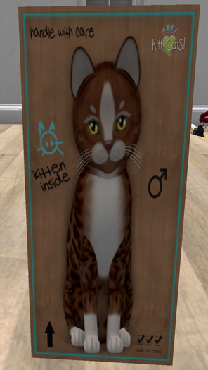 KittyCatS Box - New Born Kitten