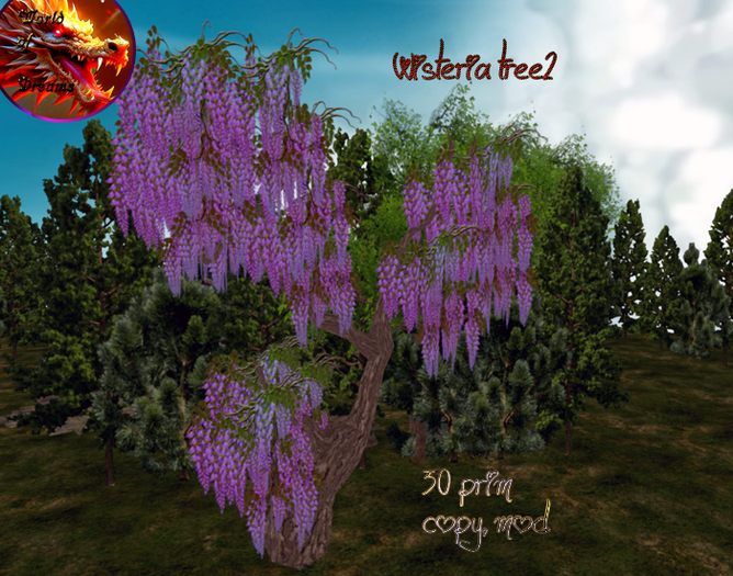 Wisteria tree2