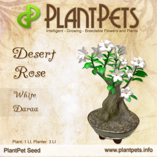 PlantPet Seed [Desert Rose *White Daraa*] - JUNE SALE