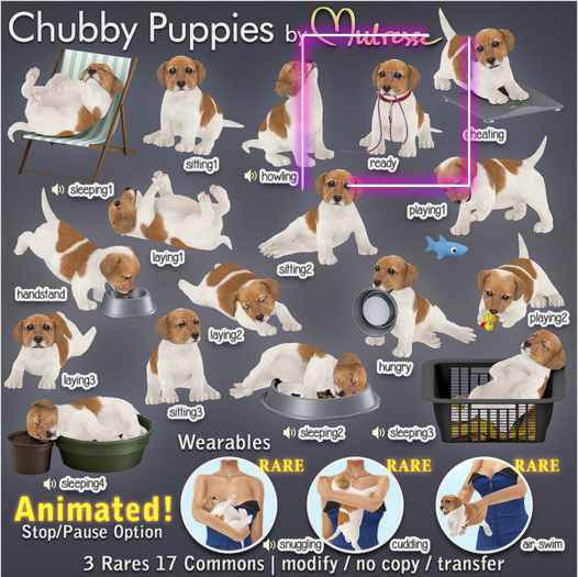 Mutresse-Ready-Chubby Puppies