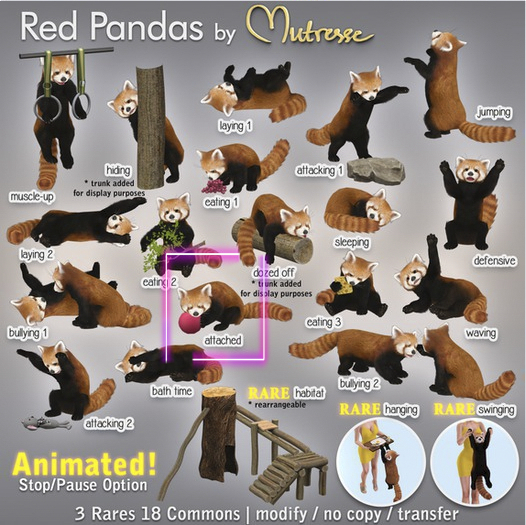 13 Mutresse - Attached - Red Pandas