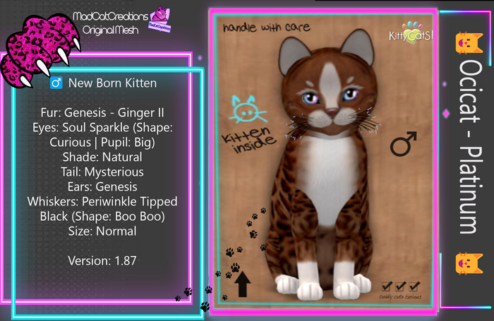 KittyCatS Box - Genesis - Ginger II new born kitten - SPECIAL whiskers Periwinkle