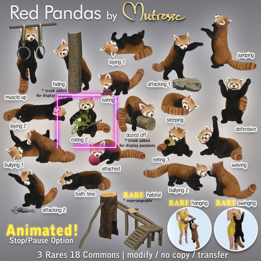 08 Mutresse - Eating 2 - Red Pandas
