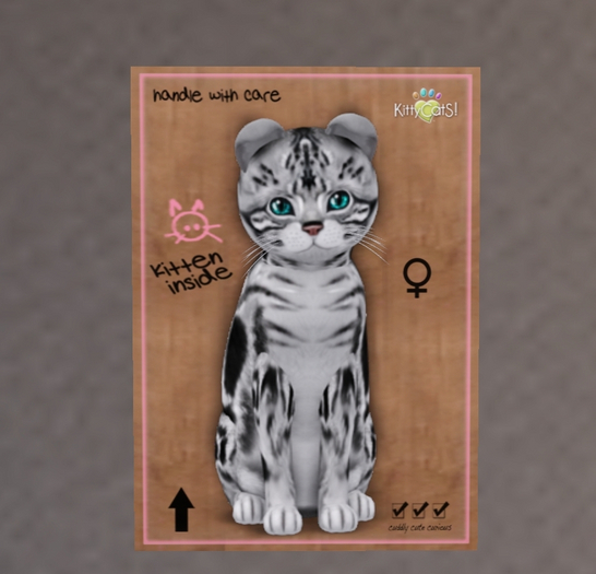 KittyCatS Box - New Born Kitten