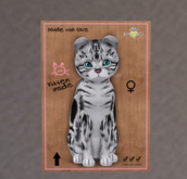 KittyCatS Box - New Born Kitten