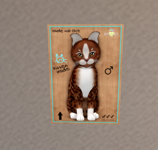 KittyCatS Box - New Born Kitten