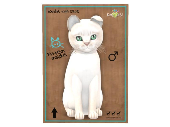 KittyCatS Box - 9T - M - Abyssinian - Creme