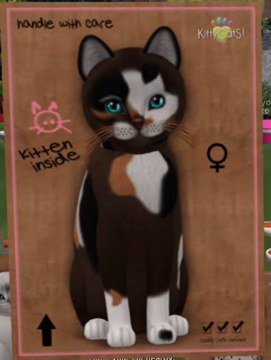 KittyCatS Box - New Born Kitten   711