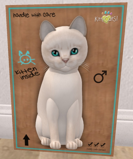 KittyCatS Box - New Born Kitten