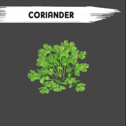 Coriander - [MyStory]