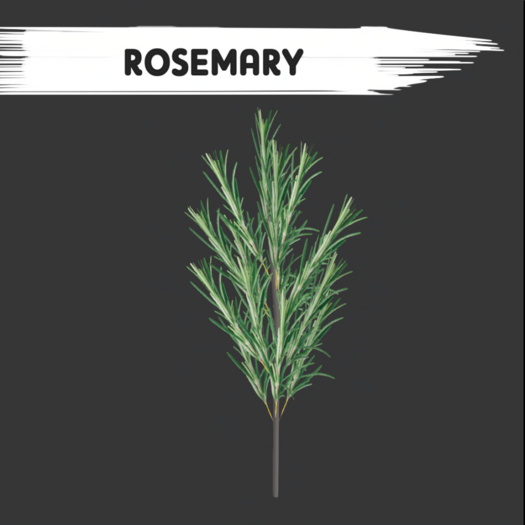 Rosemary - [MyStory]