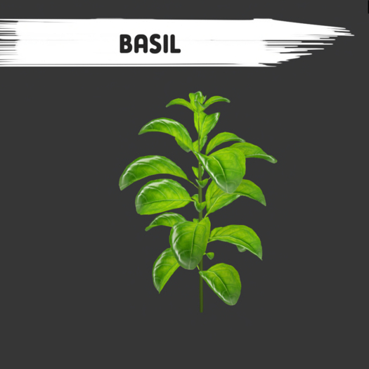 Basil - [MyStory]