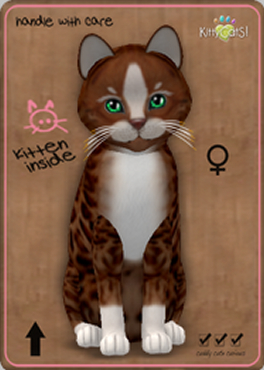 *Teacup* KittyCatS Box -  Genesis - Ginger II