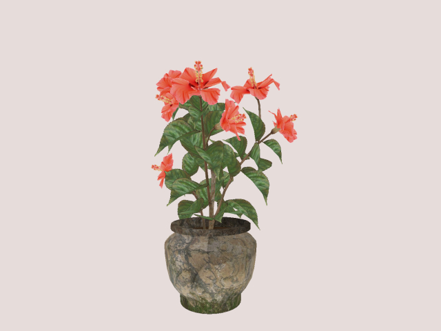 Orange Plant In Pot :)))