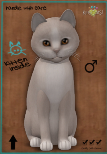 KittyCatS Box - New Born Kitten - Genesis Male - Pearl II 