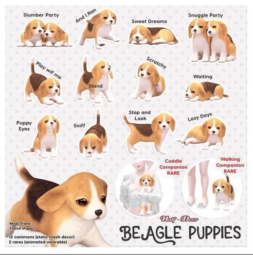 +Half-Deer+ Beagle Puppy - Cuddle Companion RARE