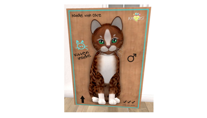 KittyCatS Box - New Born Kitten