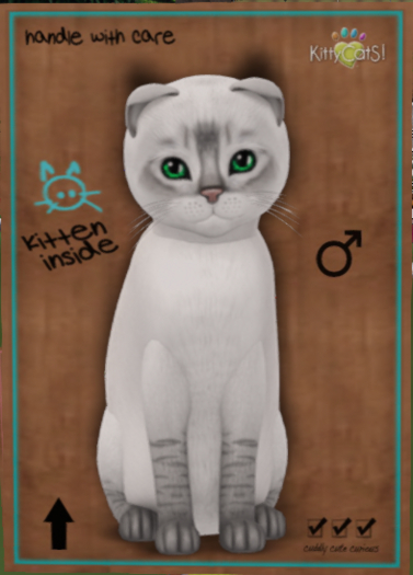 KittyCatS Box - New Born Kitten  251